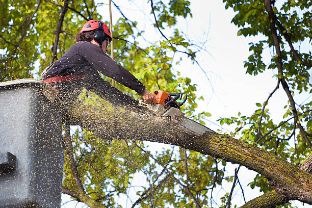 Best Tree Branch Trimming  in Piney, AR